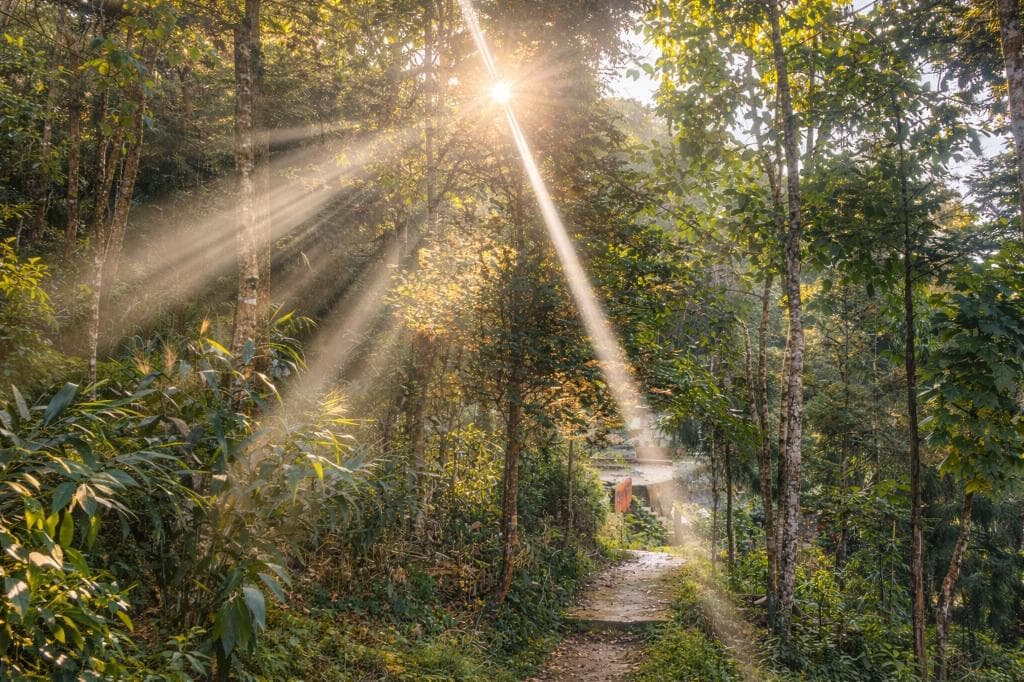 Sunlight encroaching on the village path